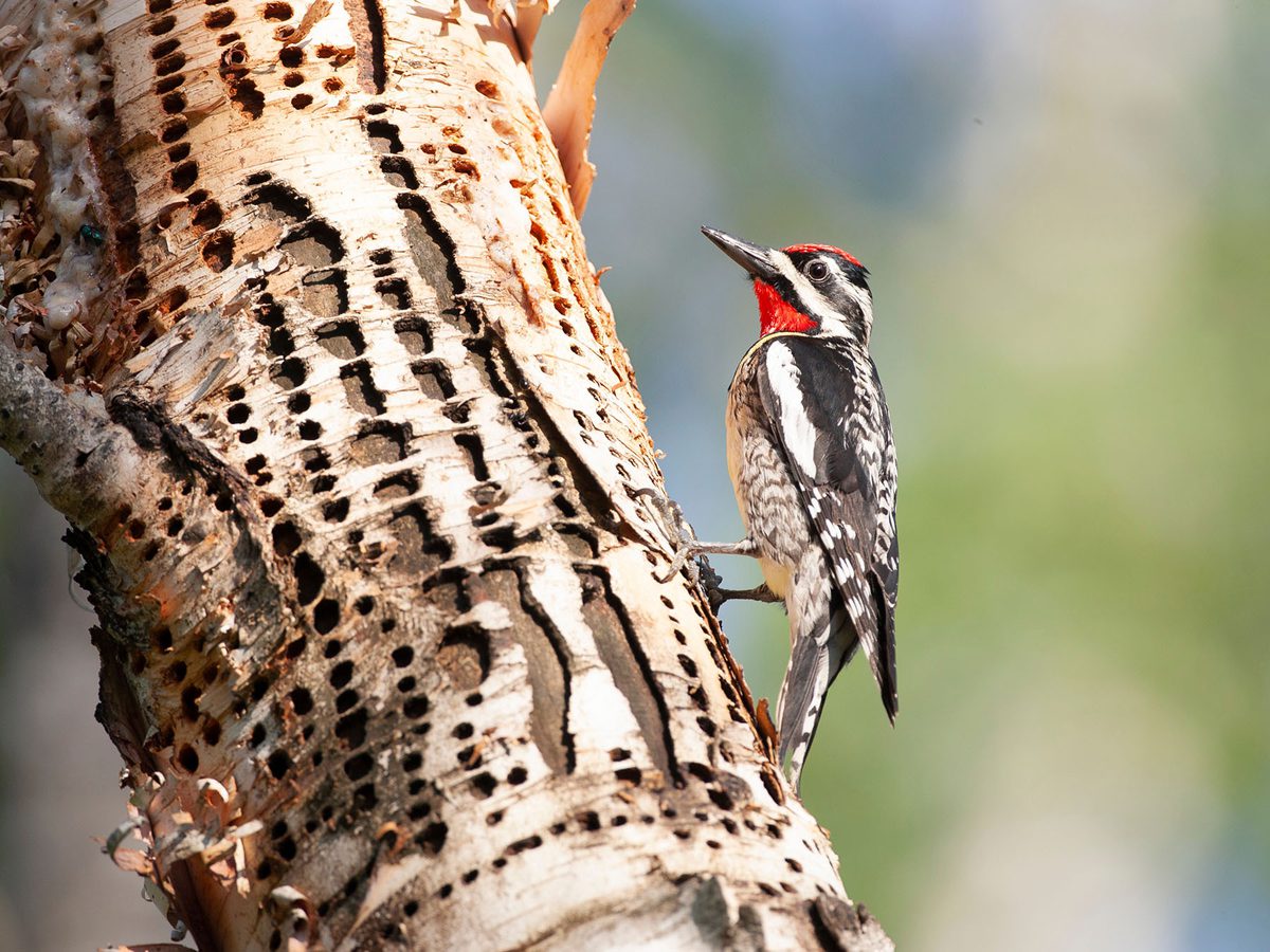 Yellow-bellied Sapsucker Range, Habitat + Distribution | Birdfact