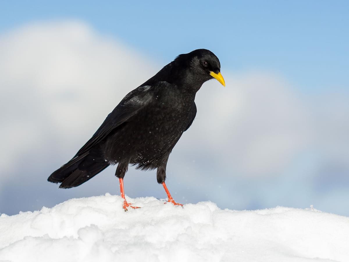 Alpine Choughs are commonly known as Yellow-billed Choughs