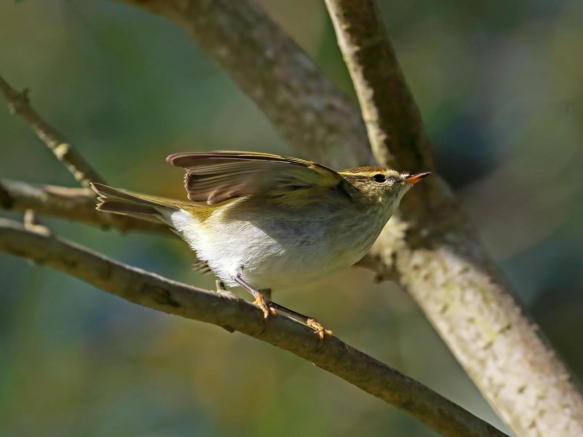 Yellow-browed Warbler about to take-off