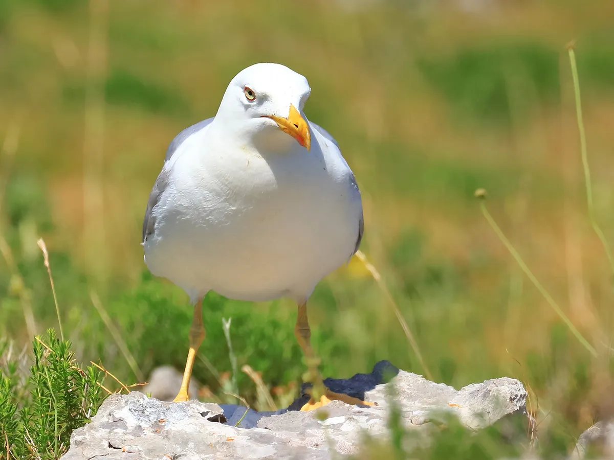 Yellow-Legged Gull