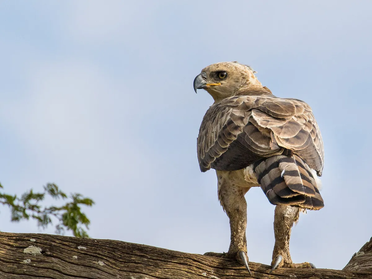 Águila coronada joven en un árbol