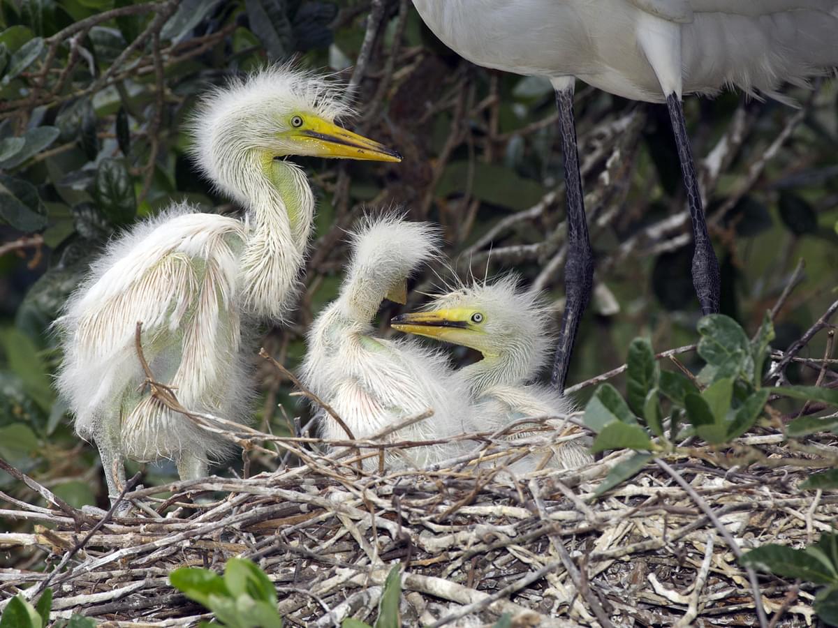 Young Great Egrets at their nest