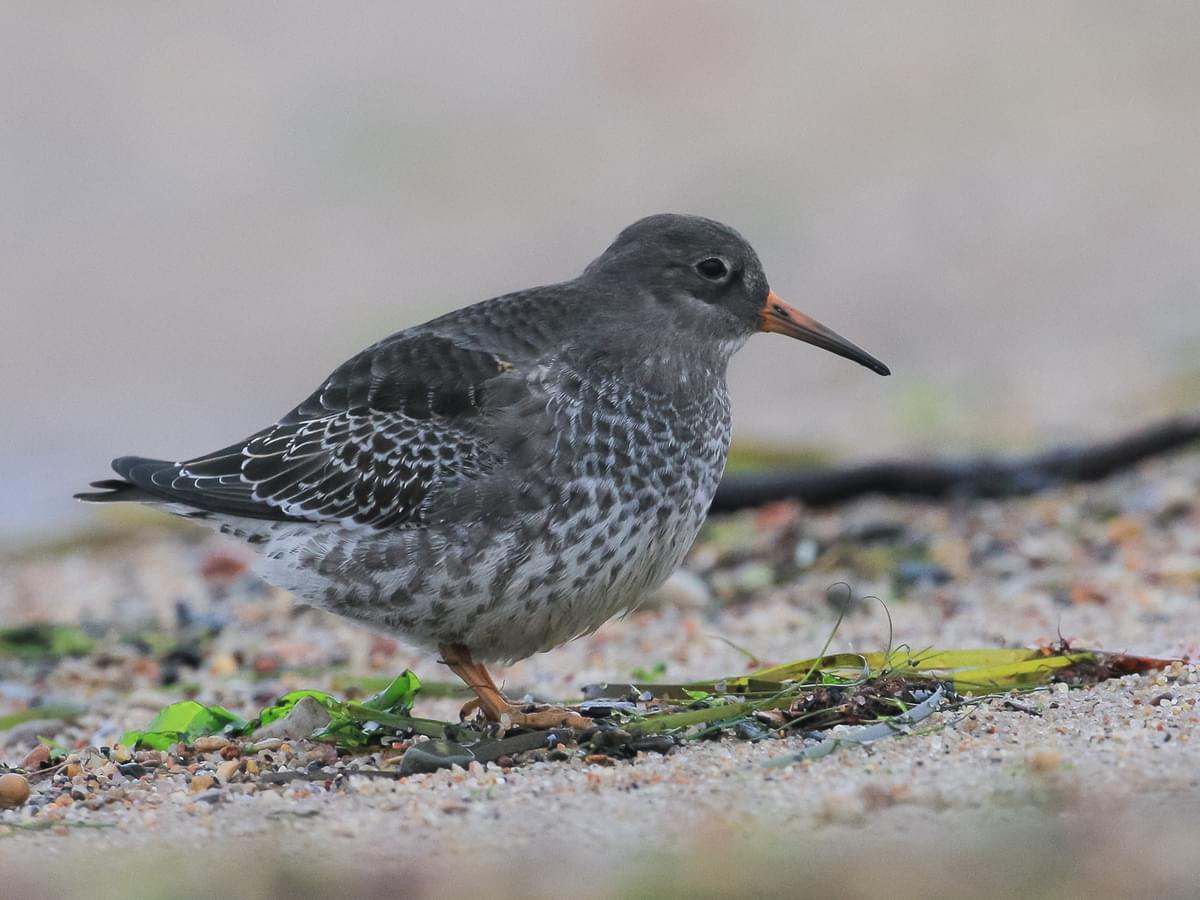 Young Purple Sandpiper foraging