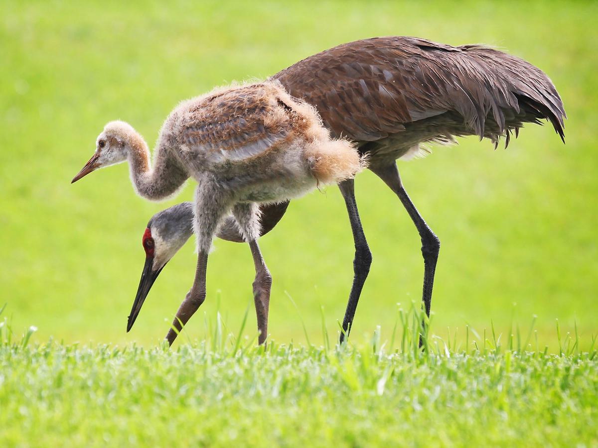 A young, fluffy Sandhill crane with their parent
