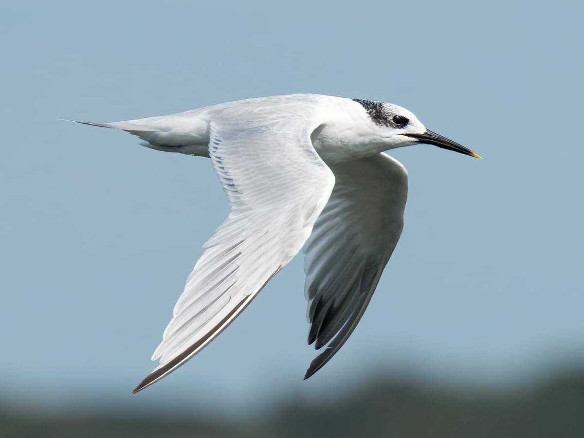 Sandwich Tern in-flight in winter plumage