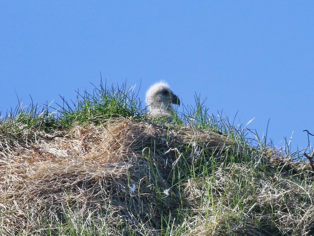 Young White-tailed Eagle in nest