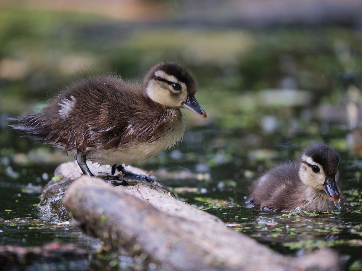 Pictured: Young Wood Ducks. Ducklings covered in fuzzy down are usually less than three weeks old