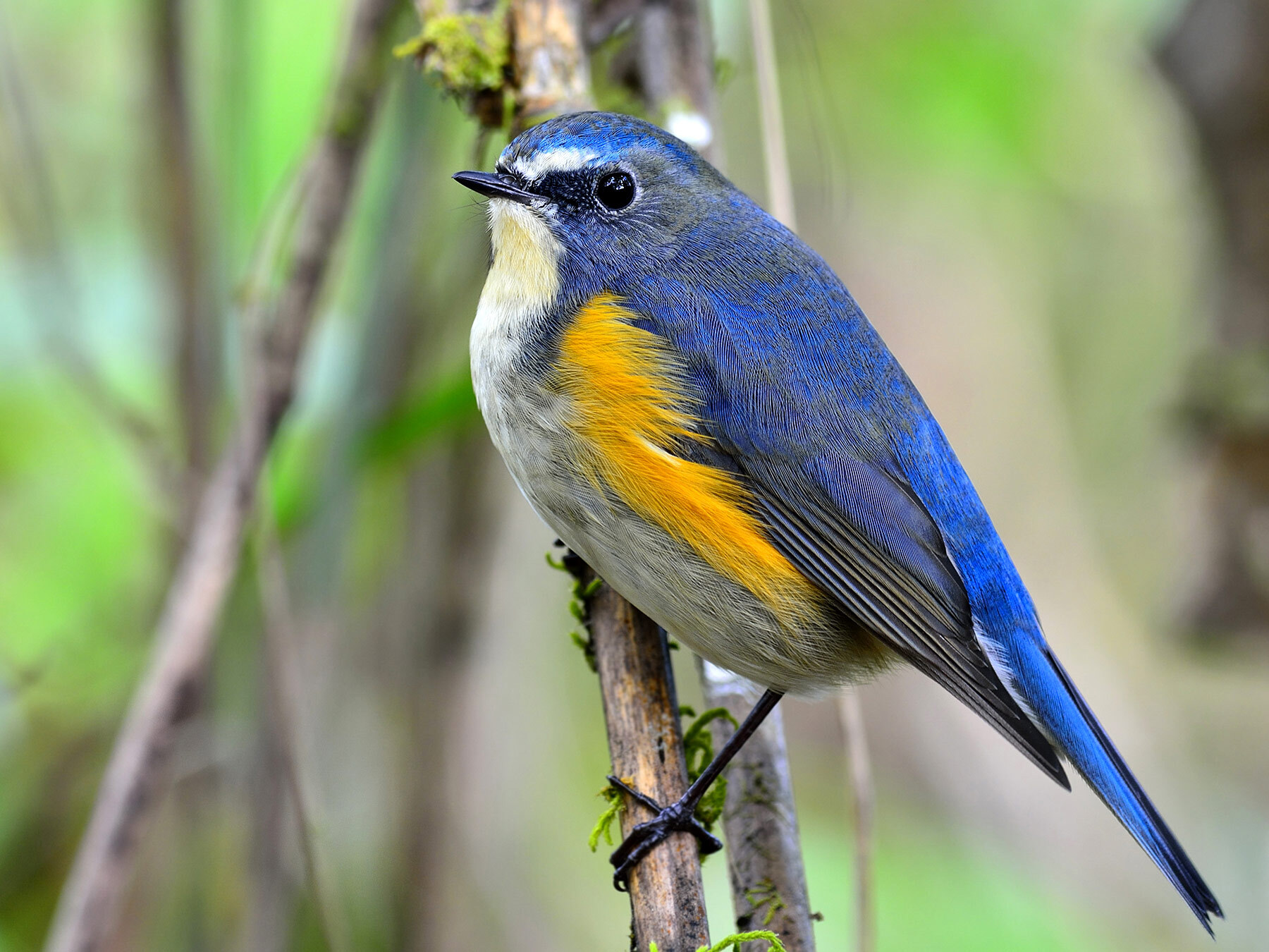 Red-flanked Bluetail | Birdfact