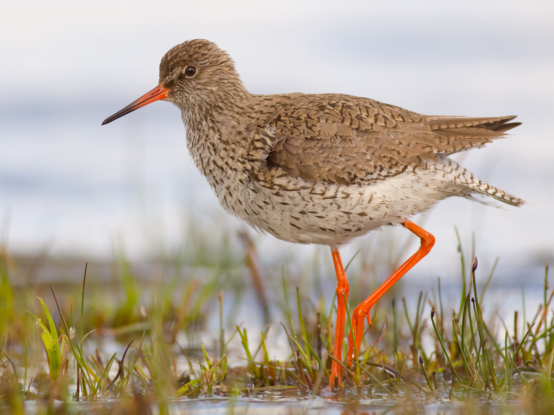 Redshank | Birdfact