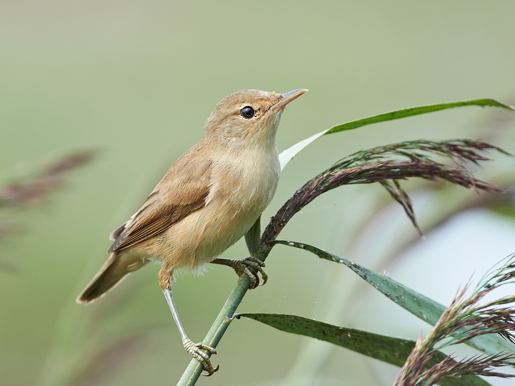 Common Reed-warbler | Birdfact