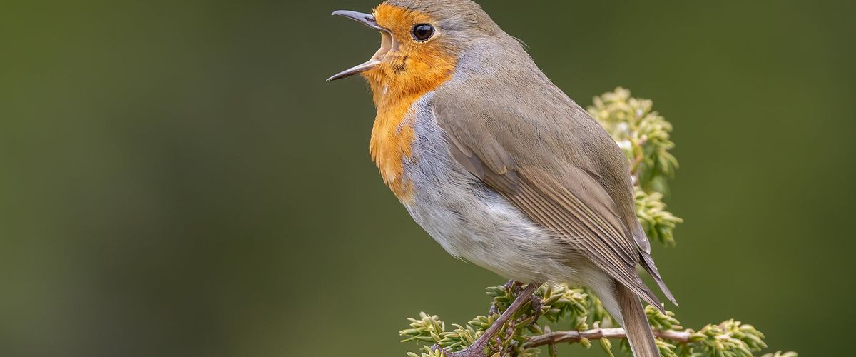 Robin singing on a branch