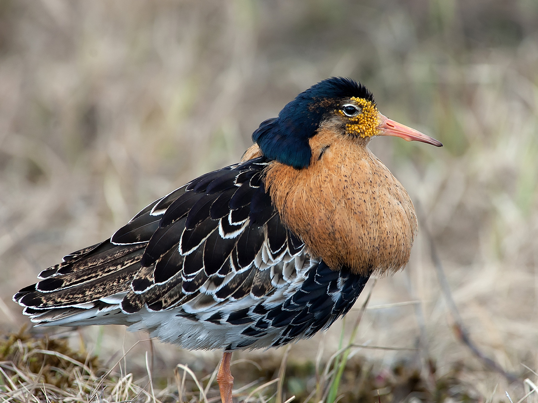 Demented Ruff Ruff Ruff Bird Male Types