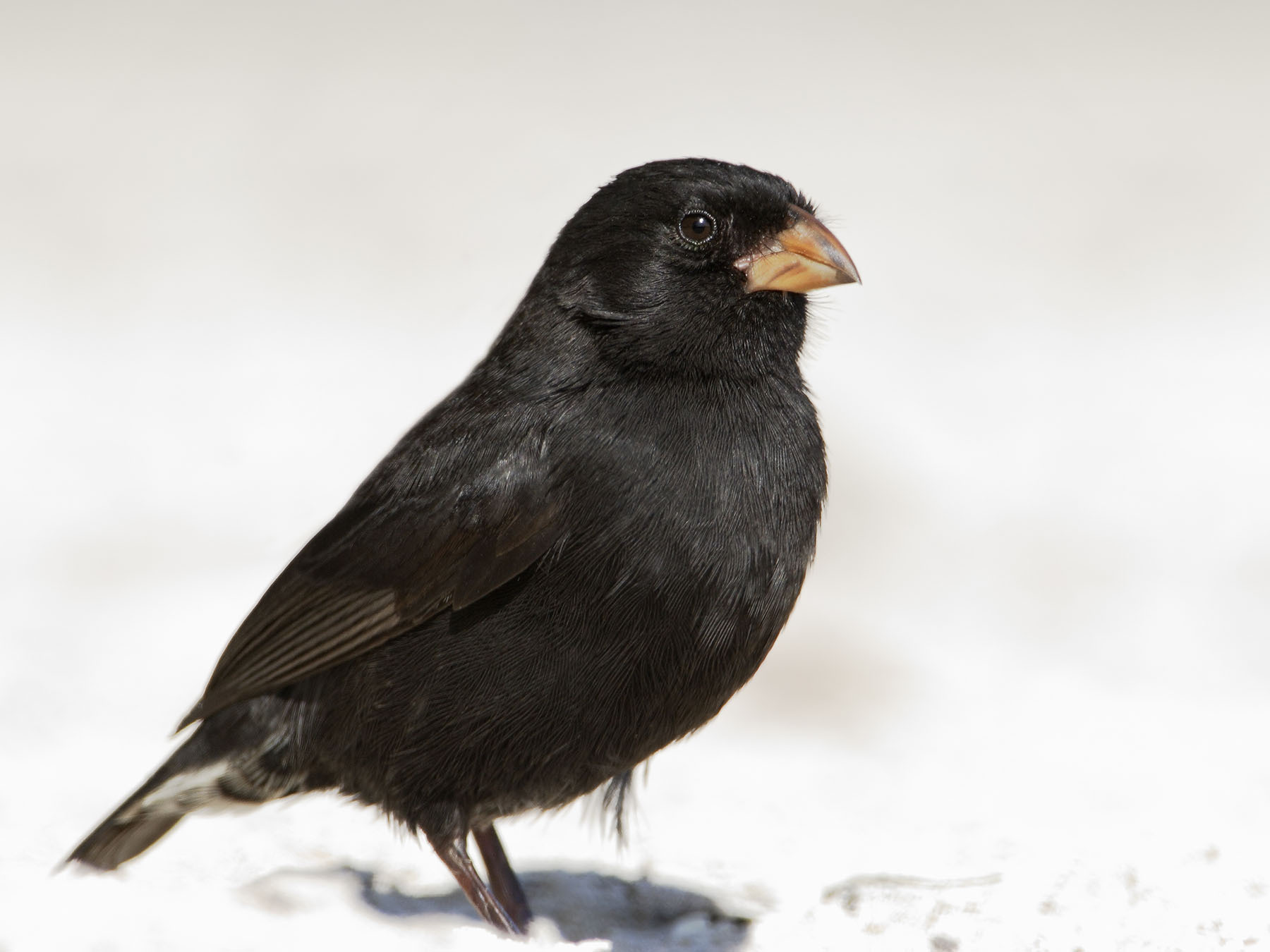 Small Ground Small Ground-finch | Birdfact