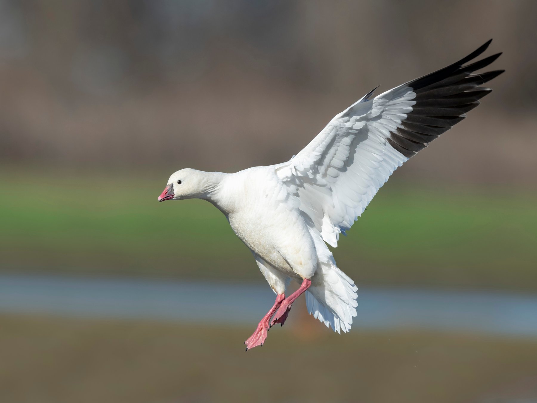 Ross's Goose — Facts, Habitat & Identification | Birdfact | Birdfact
