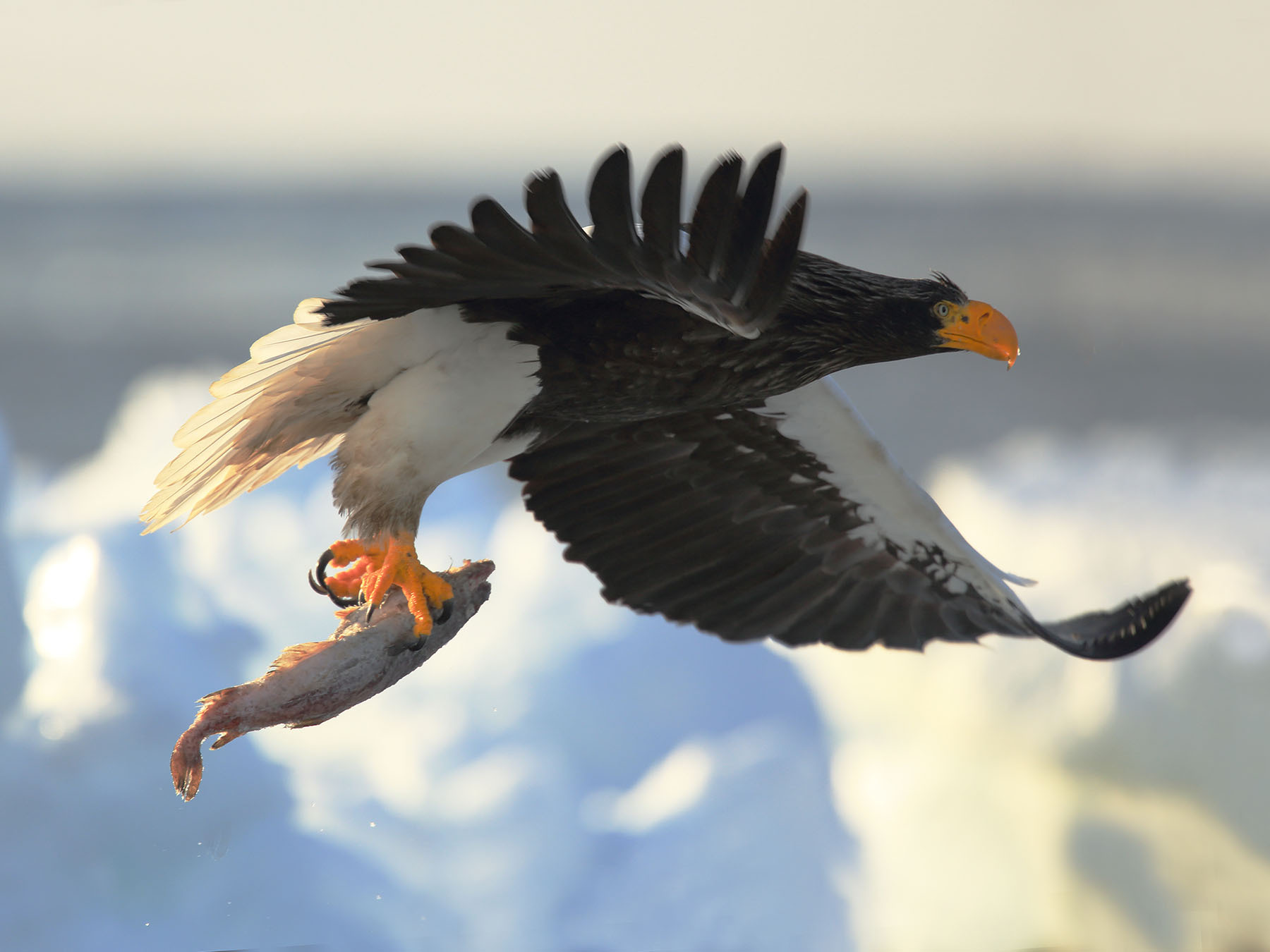 How Big Is A Sea Eagle