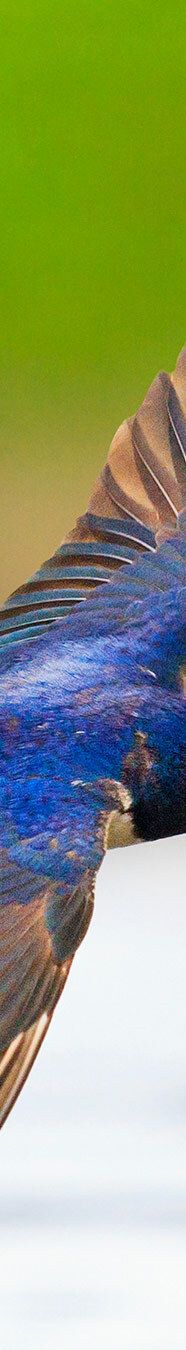 Spring Migration In The UK A Continental Journey Home Birdfact