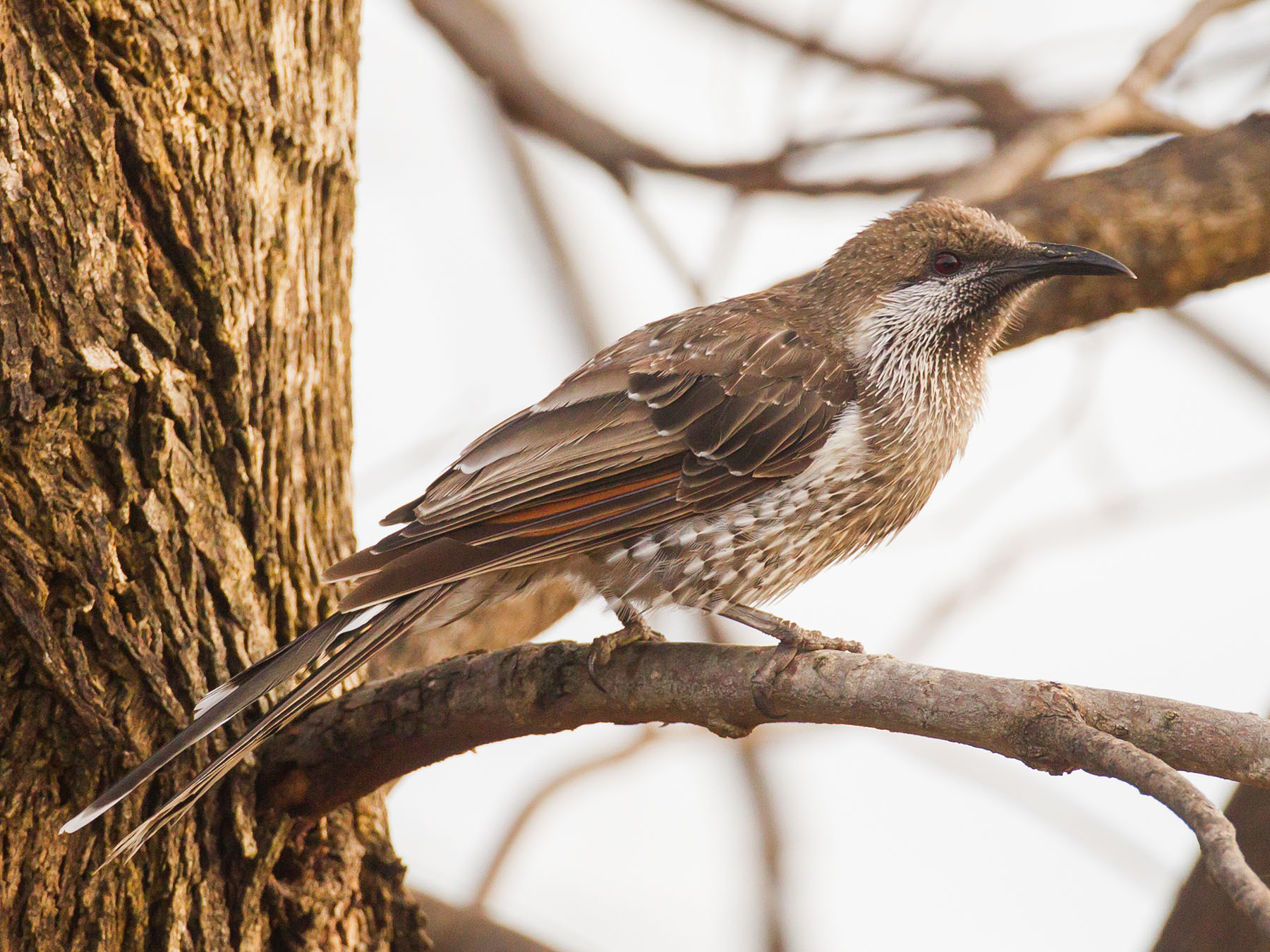 Wo Bird Western Wattlebird | Birdfact