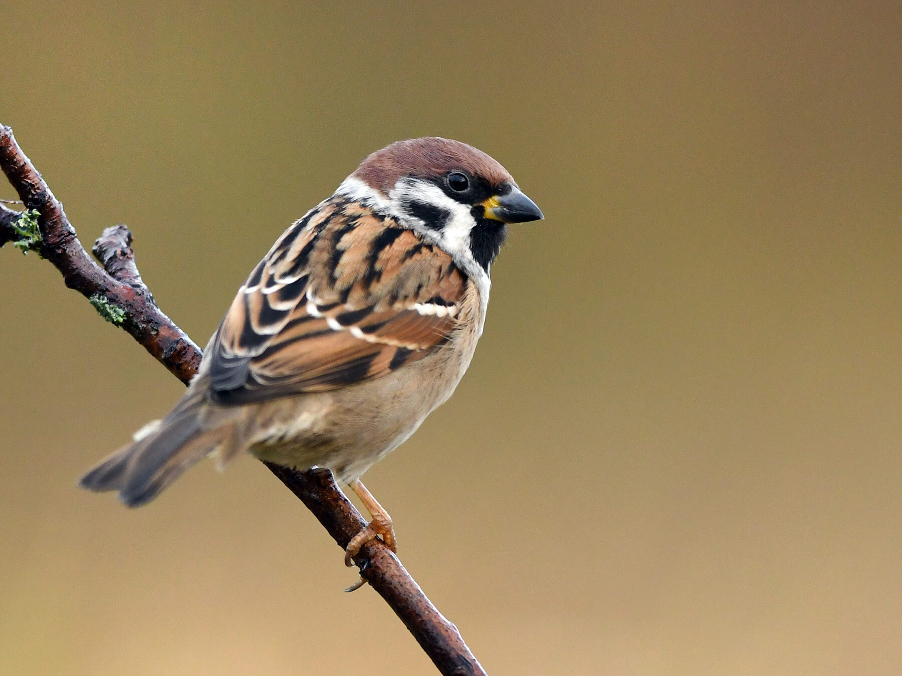 What Do House Sparrows Eat? (Complete Guide) | Birdfact