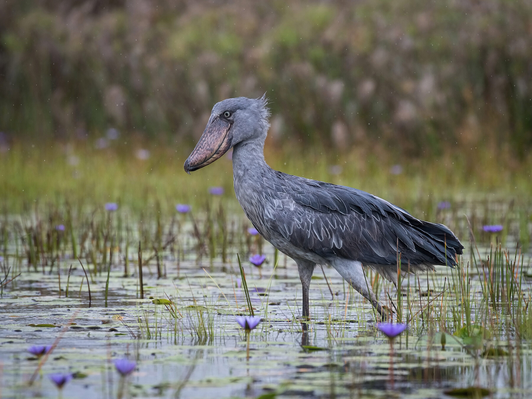 Where Do Shoebill Storks Live? (Habitat + Distribution) | Birdfact