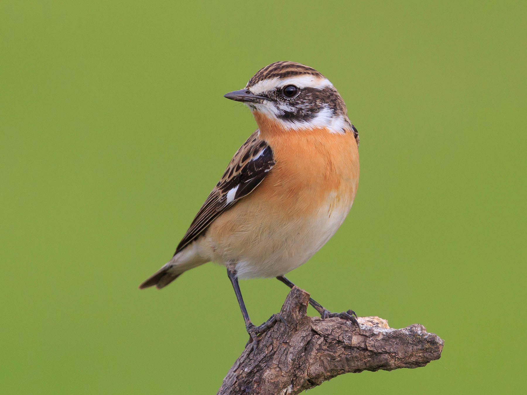 Whichat Whinchat | Birdfact