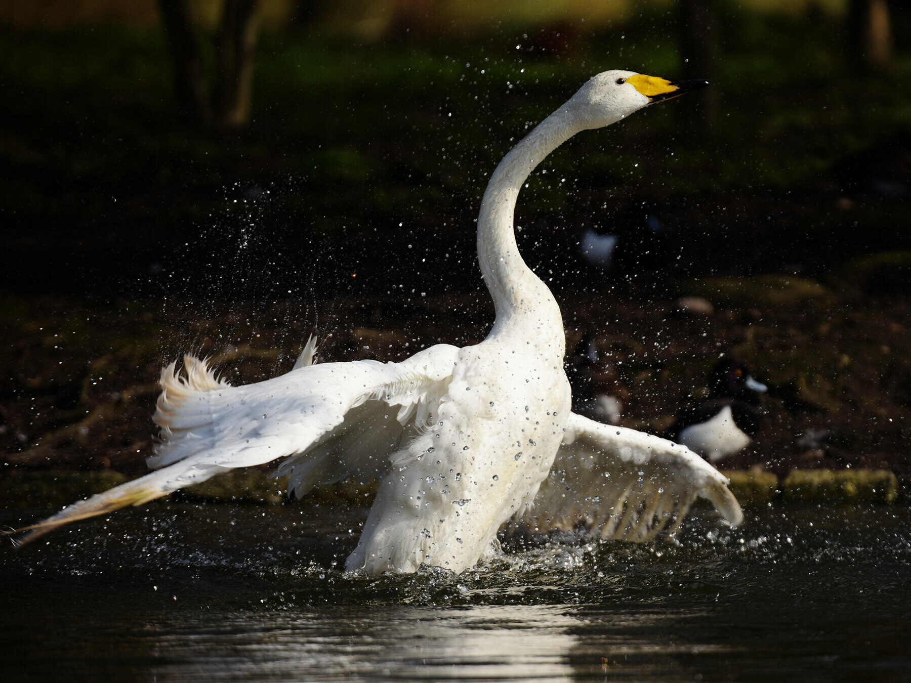 Whooper Swan | Birdfact